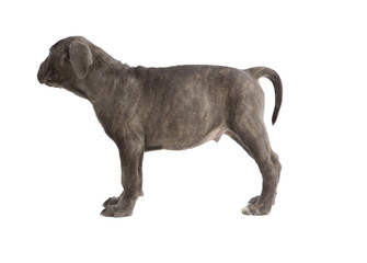 Pies rasowy Cane-corso