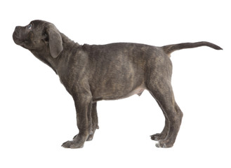 Pies rasowy Cane-corso