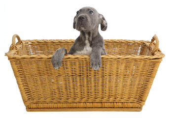 Pies rasowy Cane-corso © fotodrobik