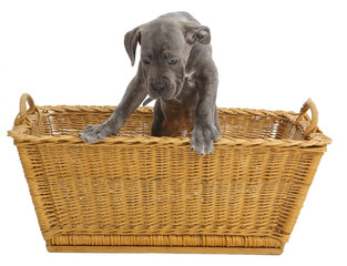 Obraz premium Pies rasowy Cane-corso