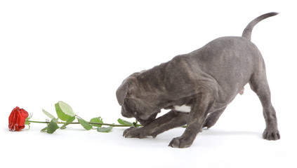 Pies rasowy Cane-corso © fotodrobik