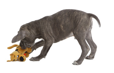 Obraz premium Pies rasowy Cane-corso