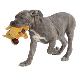 Pies rasowy Cane-corso