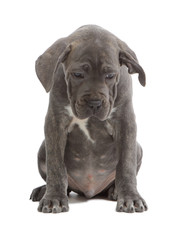 Pies rasy Cane-corso