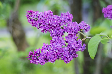 Spring lilac flowers