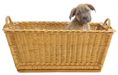 Obraz premium Pies razy Cane-corso