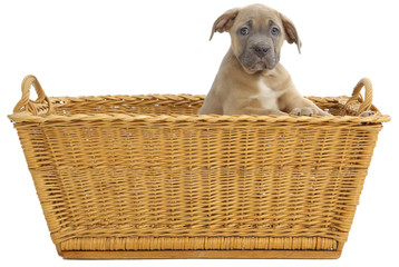 Pies razy Cane-corso