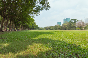 Landscape lawn in the park