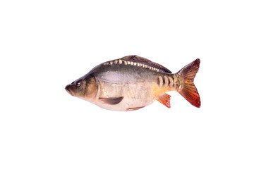 Carp fresh raw fish isolated on white background, clipping path