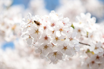 Naklejka premium Kirschblüte in Essen. Deutschland