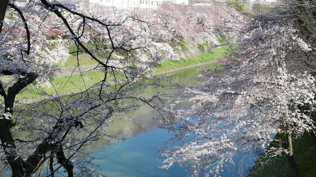 This scene is the cherry Chidorigafuchi in Tokyo.