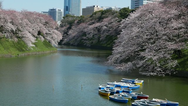 This scene is the cherry Chidorigafuchi in Tokyo.