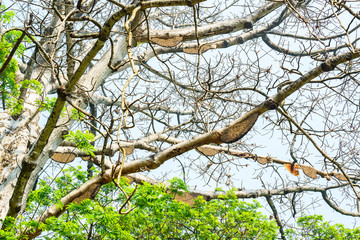 Honeycomb or beehive on the big tree in forest
