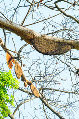 Honeycomb or beehive on the big tree in forest