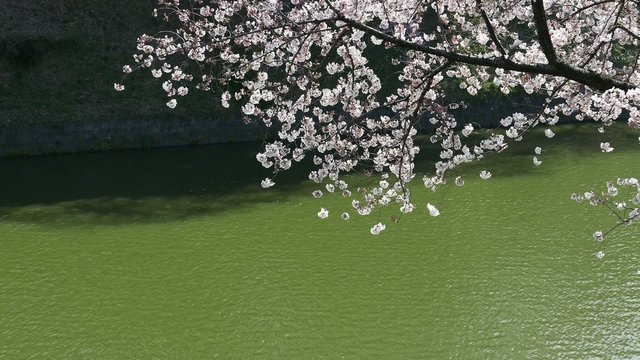 This scene is the cherry Chidorigafuchi in Tokyo.