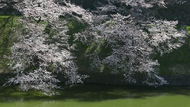 This scene is the cherry Chidorigafuchi in Tokyo.