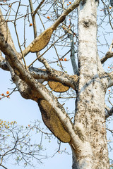 Honeycomb or beehive on the big tree in forest