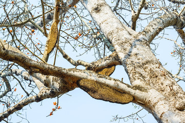 Honeycomb or beehive on the big tree in forest