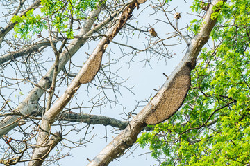 Honeycomb or beehive on the big tree in forest