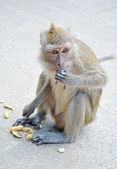 monkey eating a pea