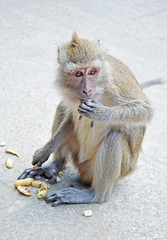 Obraz premium monkey eating a pea