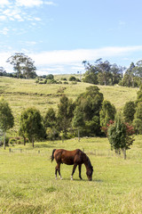 Horse in farm