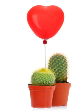 Cactus with read heart balloon isolated on white background