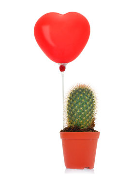 Cactus with read heart balloon isolated on white background