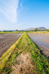 Fototapeta na wymiar Soil preparation for planting new season of rice farm.