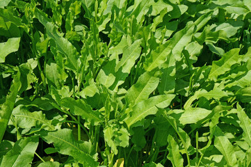 ギシギシの若葉