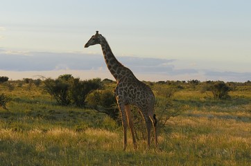 Giraffe in der Kalahari