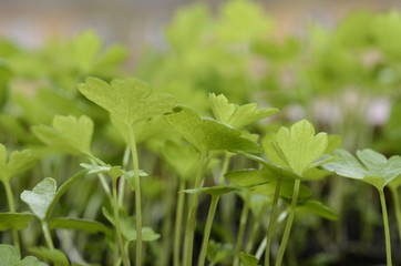 celery young plants in the garden, macro