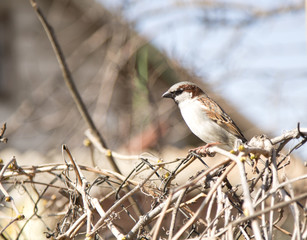 sparrow sitting on a branch in spring nature