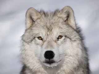Foto auf Acrylglas Wolf Alpha-männlicher Polarwolf, der im Schnee beobachtet