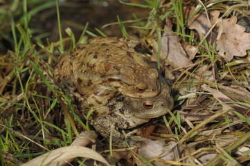 Toad