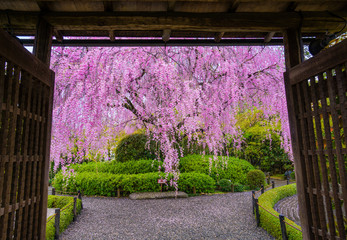 Fototapeta na wymiar 京都　退蔵院の枝垂れ桜
