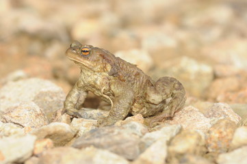 Obraz premium Toad
