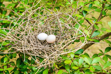 Bird eggs and net, Nest Zebra dove (Geopelia striata).