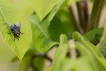 葉っぱの上に止まるハエ