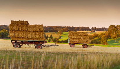 Gestapelte Heu-Ernte auf Kornfeld im Herbst / Erntezeit