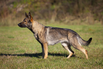 German sheepdog