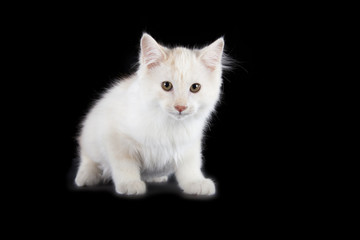 Fototapeta na wymiar angry Kurilian Bobtail kitten