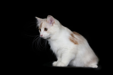 Kurilian Bobtail kitten