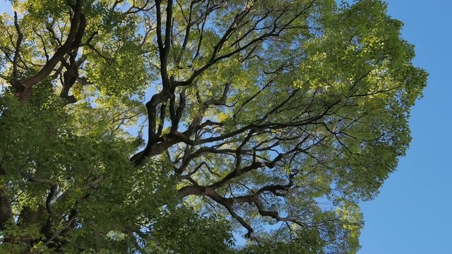 Looking up at fresh green leaves in the woods.