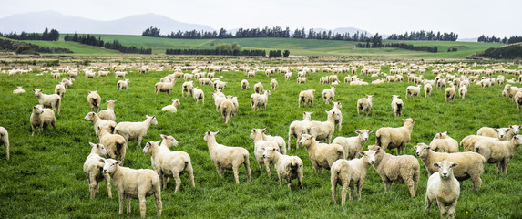 Large flock of newly shorn sheep