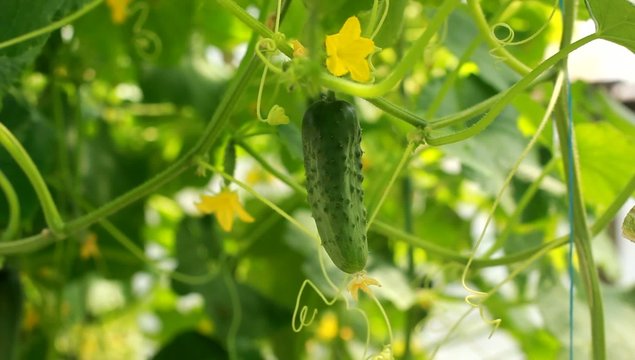 cucumber growing in the vegetable garden