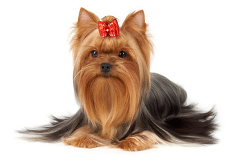 One professionally groomed Yorkshire Terrier