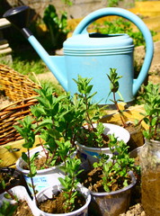 boutures de menthe,herbe odorante dans le jardin © Patryssia