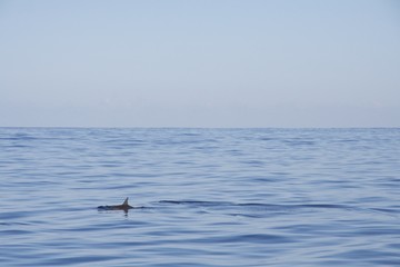 Fototapeta premium Delfintour #4