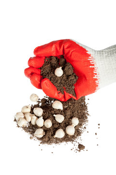gloves, soil and flower bulbs on a white background